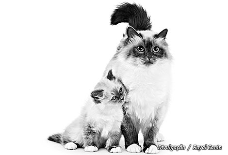 gatos_royal_canin