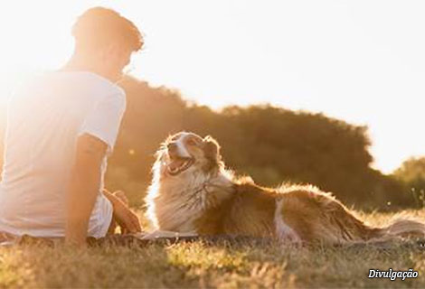 plano_pet