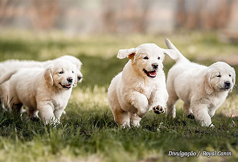 royal_canin_filhotes