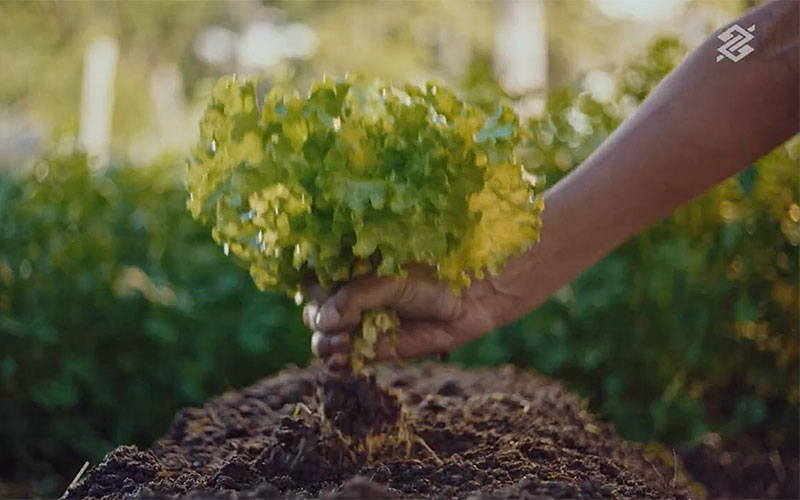 campanha-bb-agro