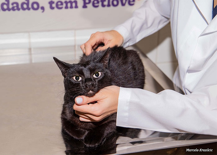 gato-petlove