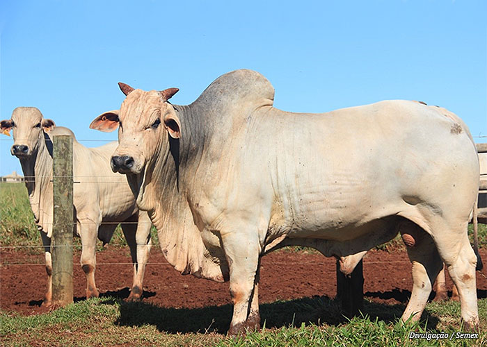 touro-corte-semex