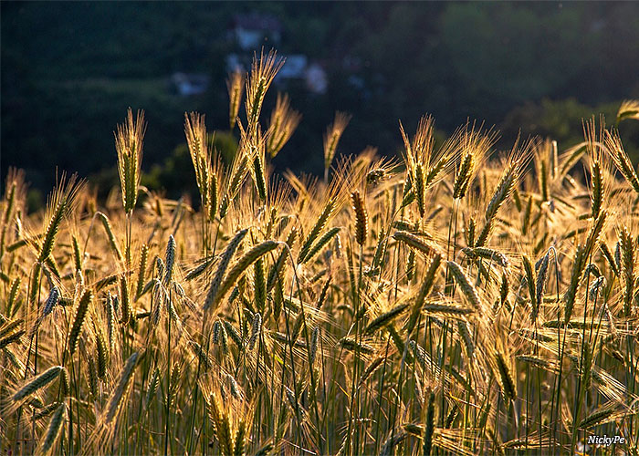 campo-de-centeio