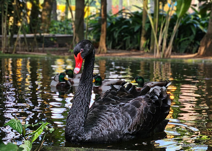 cisne-negro