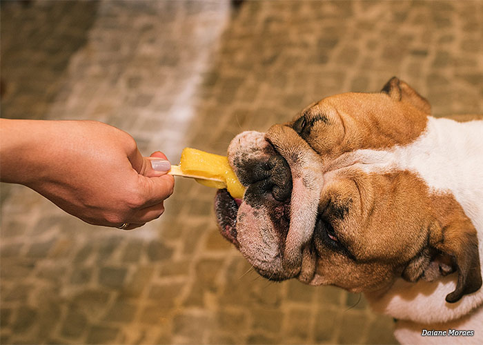 dia-do-cachorro