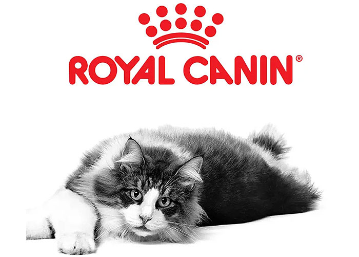 gato-royal-canin