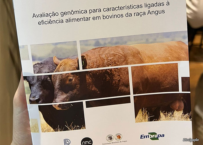 lancamento-angus