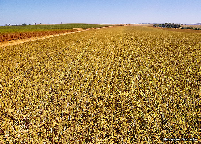sorgo-boa-safra