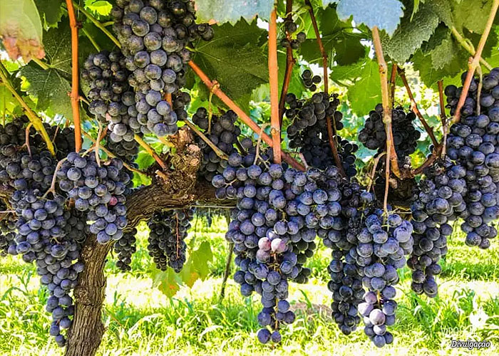 parreira-uvas-vinho