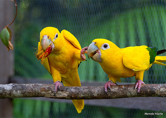 ararajubas
