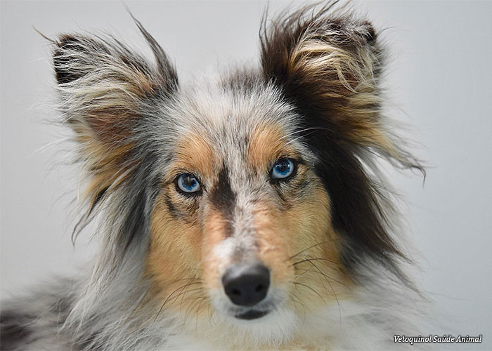 cao-olho-azul