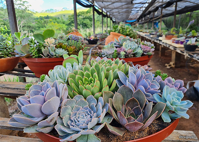 flores-paisagismo