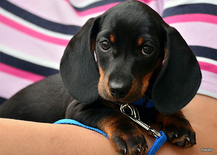 pet-basset