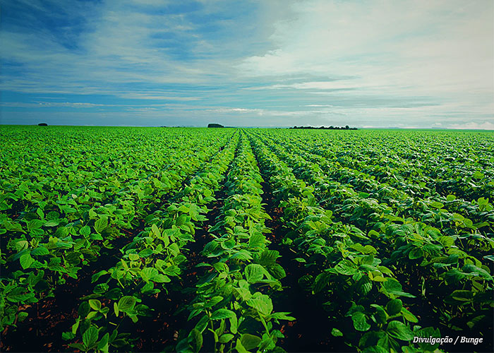 plantacao-soja-bunge