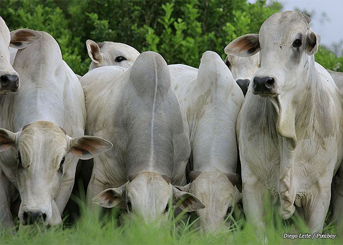 suplementacao-bovina