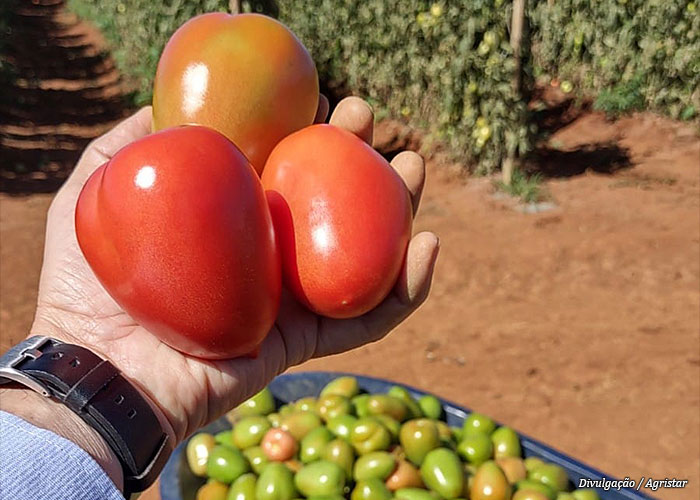 tomate-hibrido