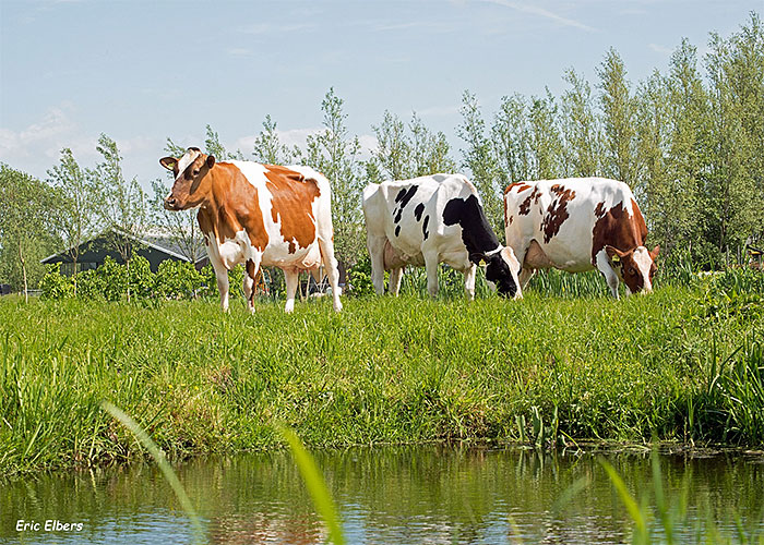 vacas-leiteiras