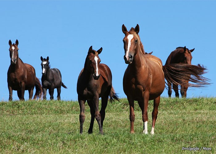 cavalos-rebanho