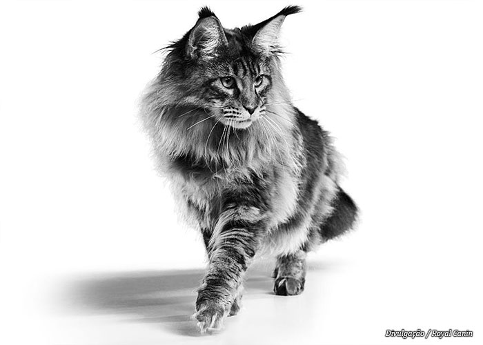 gato-royal-canin2