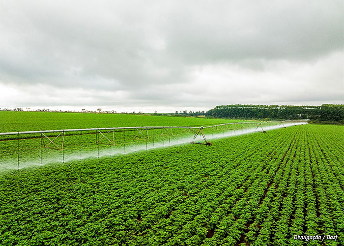 plantacao-basf