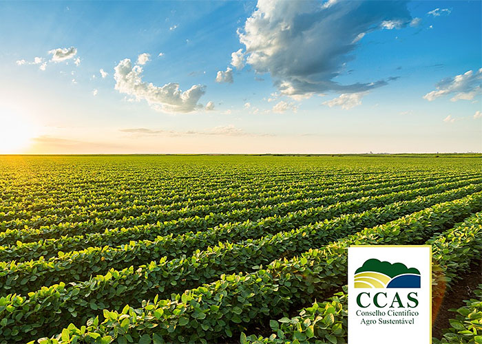 plantacao-ccas