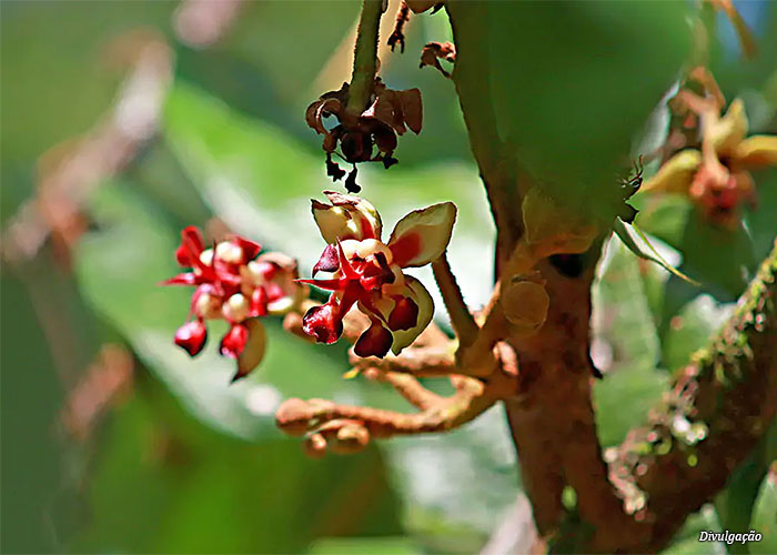 bb-natura