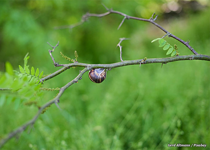 caracol-arvore