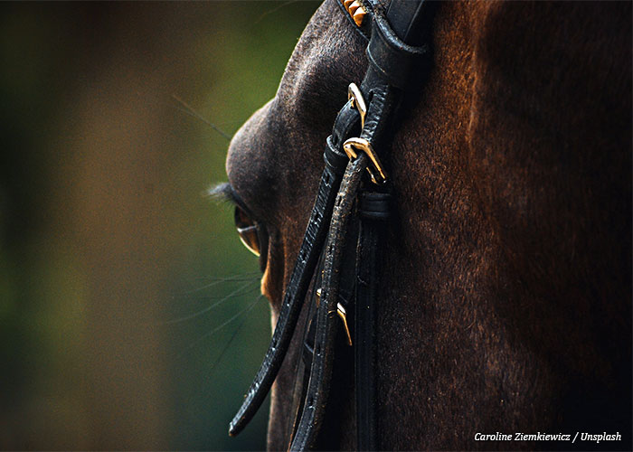 cavalo-atleta