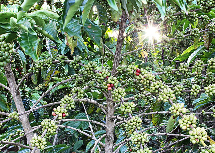 safras-de-cafe