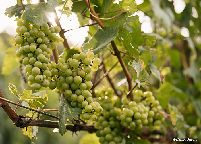 uvas-chardonnay-aurora