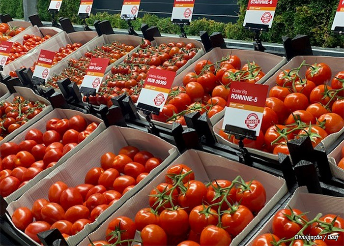 tomate-basf