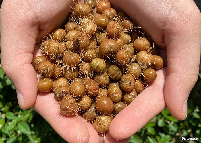 caroco-de-acai