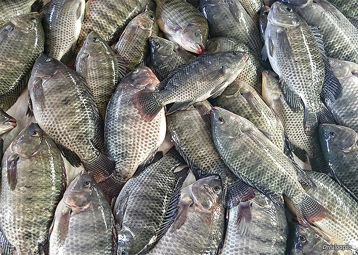 peixes-tilapia