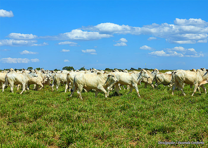 rebanho-fazenda-conforto