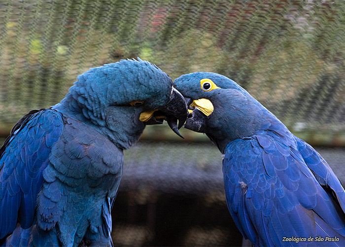 arara-azul-sp