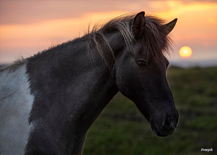 manejo-equino