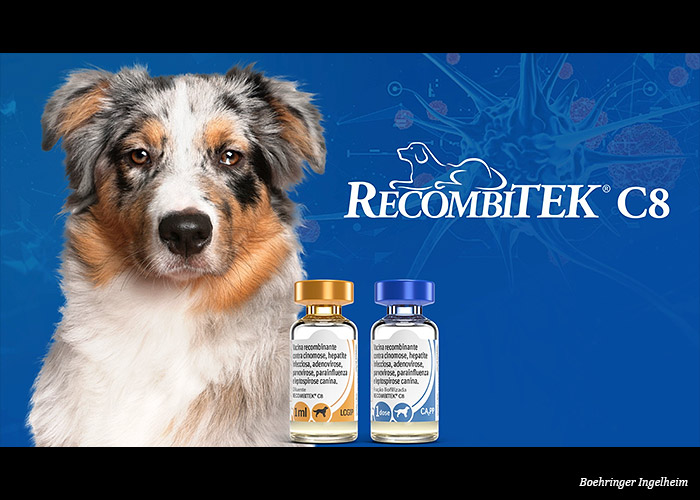 lancamento-boehringer-ingelheim