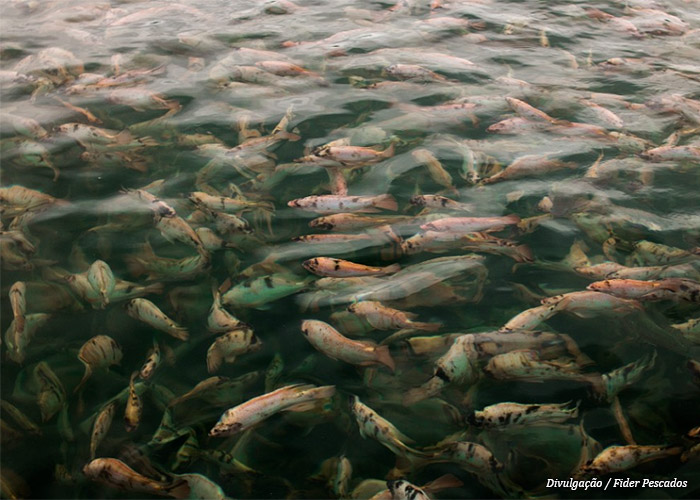 peixes-fider