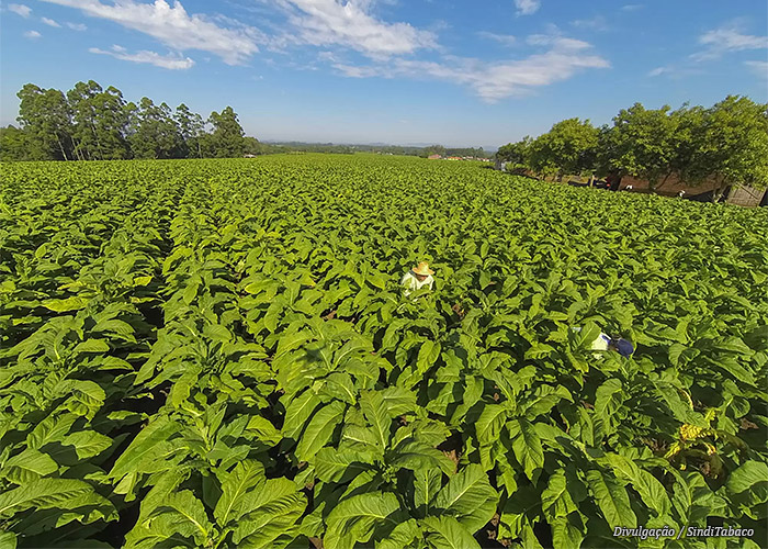 plantacao-tabaco