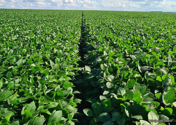 plantio-soja-basf