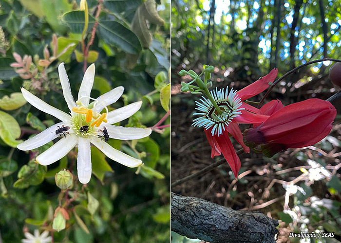 flora-marica