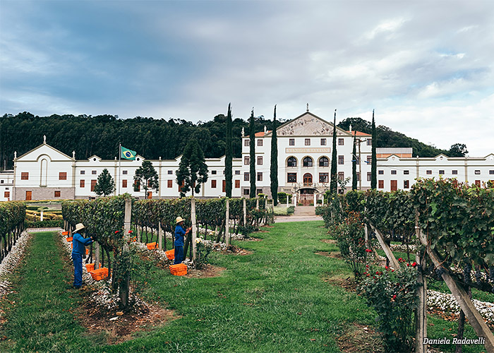 vinicola-salton