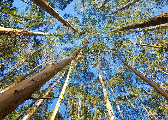 floresta-eucaliptos