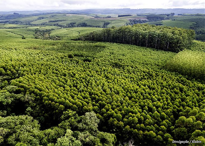 floresta-klabin-