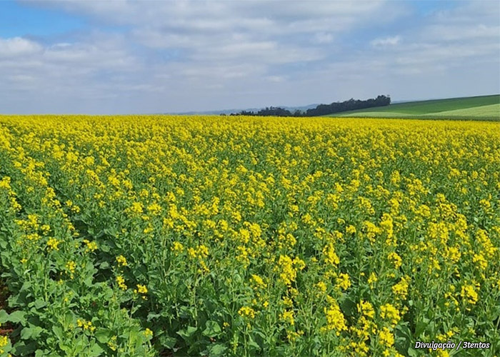 plantio-canola-3tentos