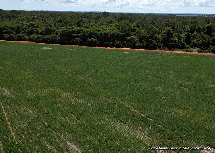 plantio-fazenda-sim