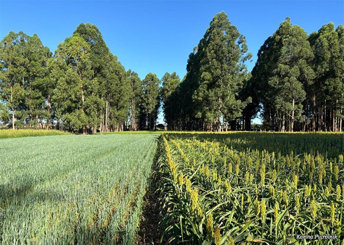arvores-producao-agro