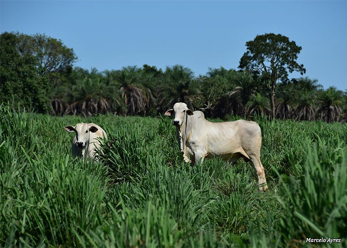 forrageira-pecuaria