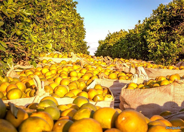 laranja-minas-gerais