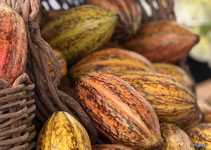 frutos-cacau